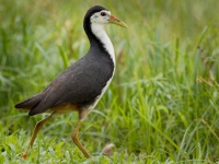 Chrastal beloprsy - Amaurornis phoenicurus - White-breasted Waterhen o2132